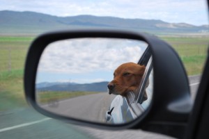 dog mirror