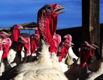 Utah Thanksgiving Turkeys