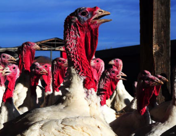 Utah Thanksgiving Turkeys