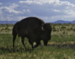Wild buffalo of antelope island