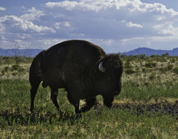 700 Wild Bison Roam Utah’s Antelope Island