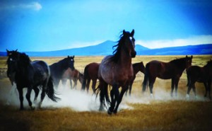 Wild Mustangs photo shot in Utah's west dessert by Chris Draper