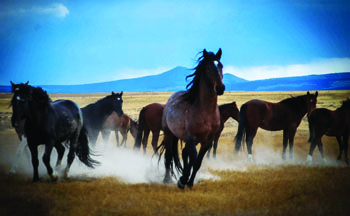 Wild Mustangs in Utah’s West Desert