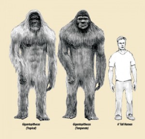bigfoot compared to humans