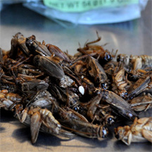 Eating crickets, not just for reality TV shows