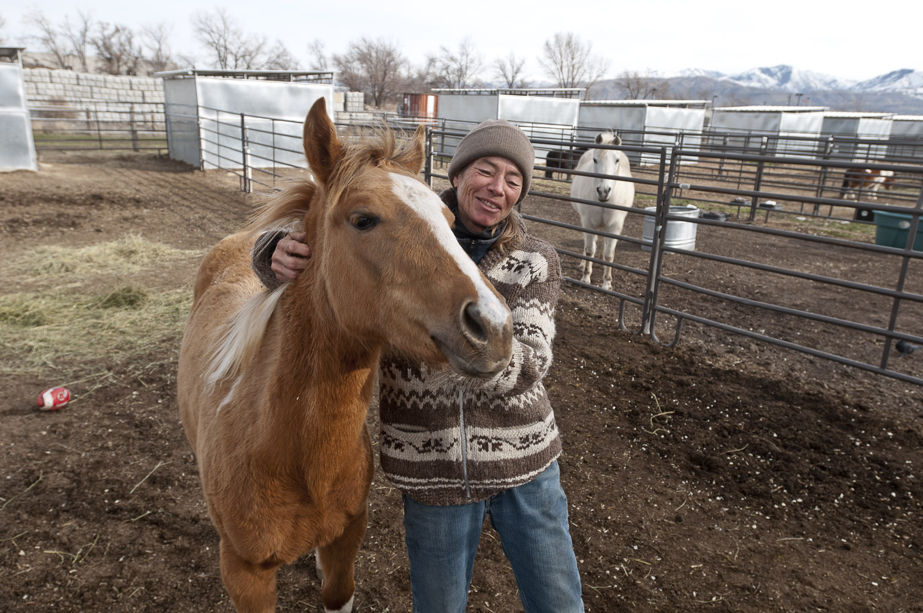 Rescued Horses In Utah Need Your Help
