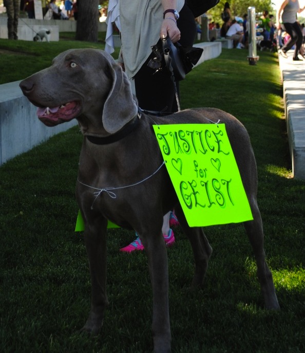 Justice for Geist: The Backyard Dog Killed By SLC Officer