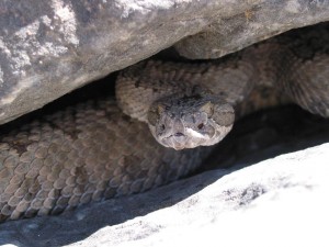 reclusive utah snake
