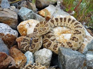 snakes in utah