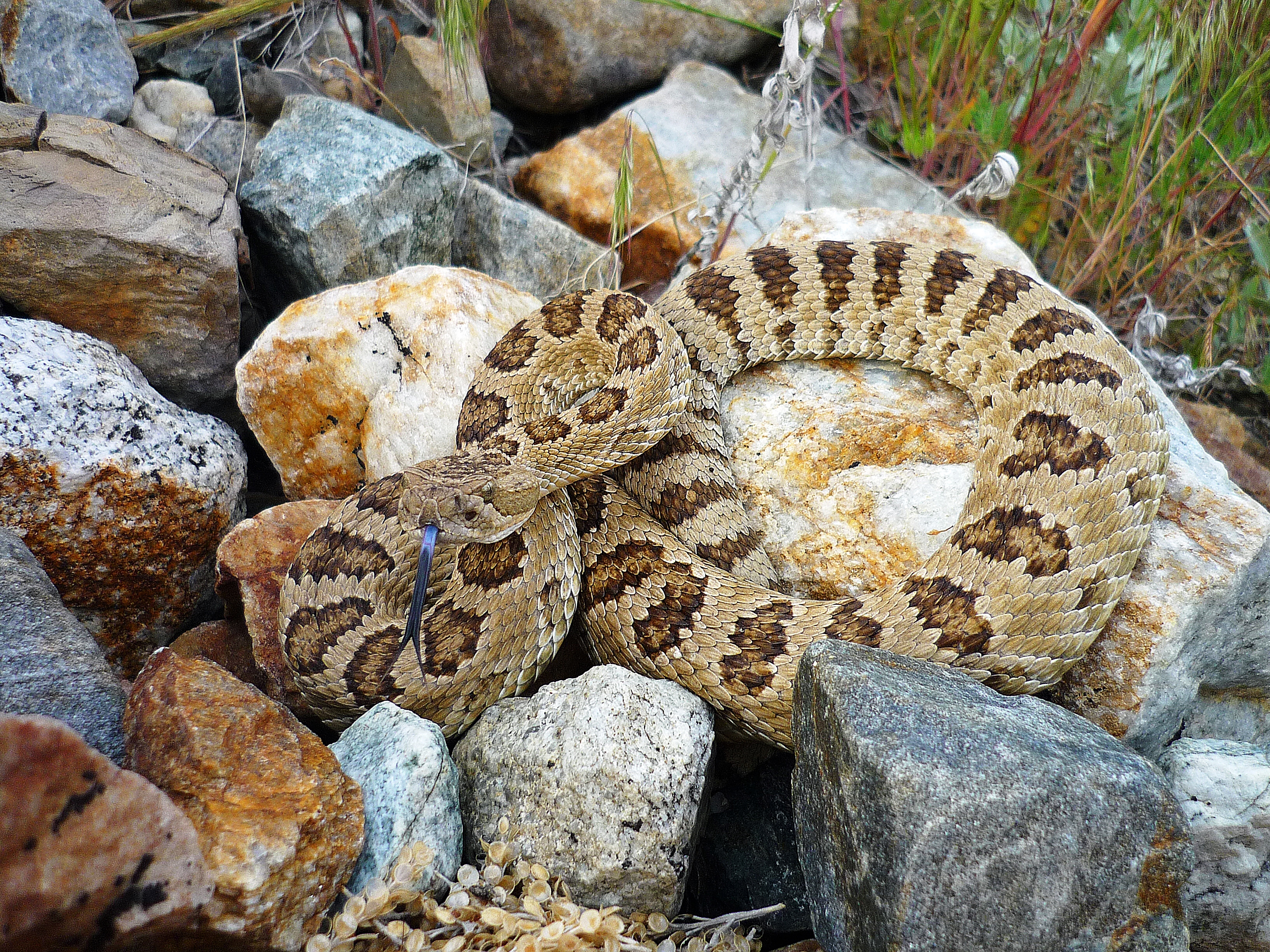The Joy of Snakes: The Truth About Snakes in Utah