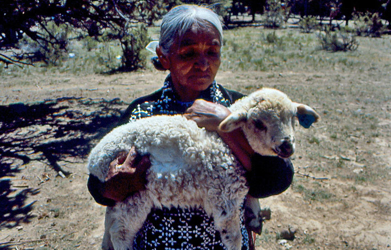 Navajo Sheep Project