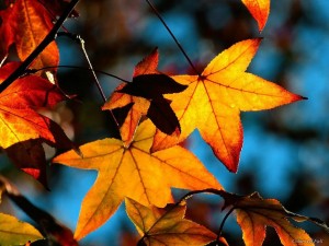 Fall-Leaves-beautiful-Autumn