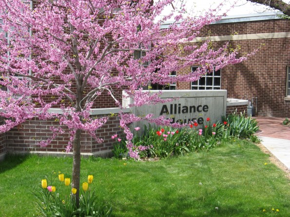 flowering Alliance House pg 1