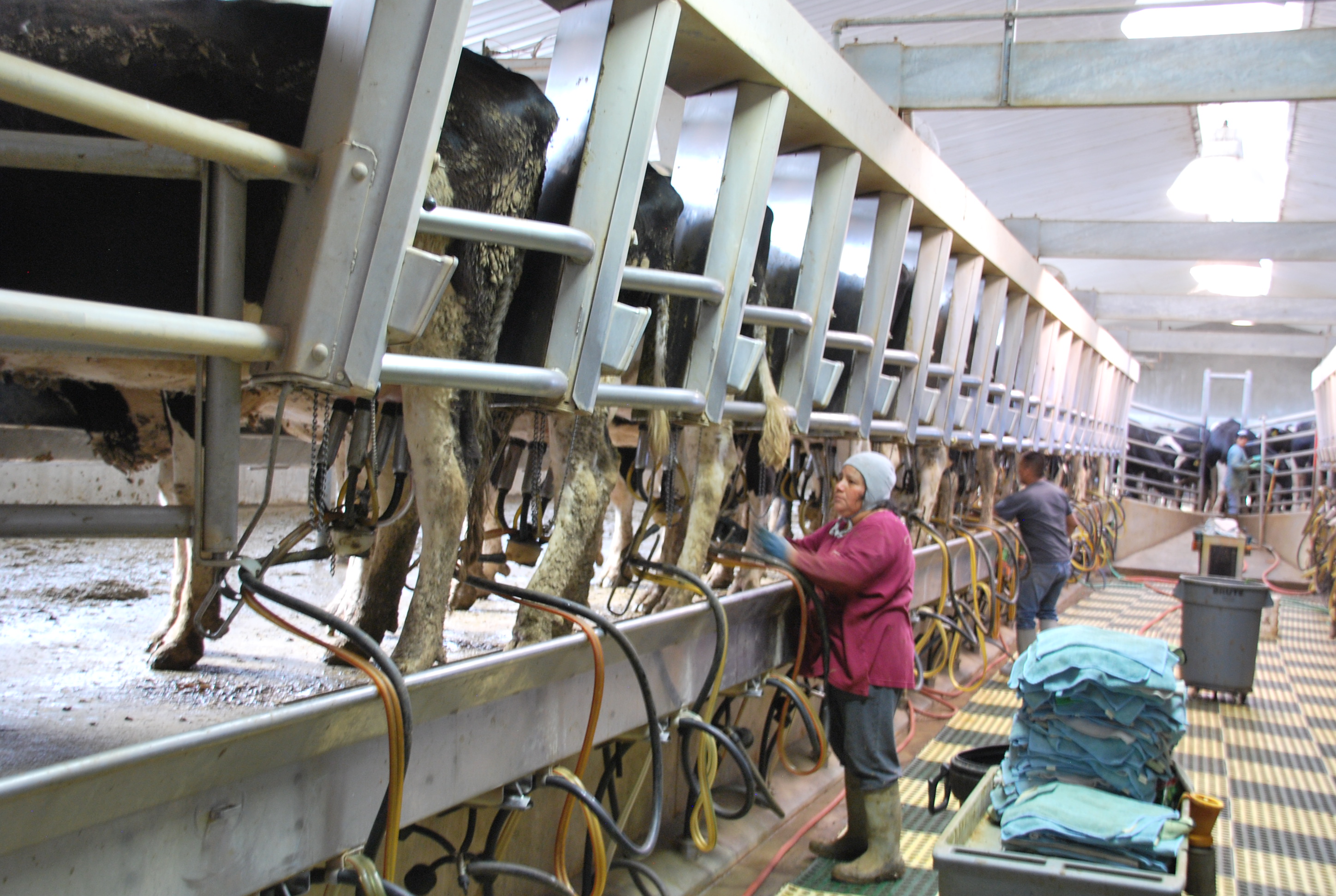 Bown Dairy: Industrial Utah Farm