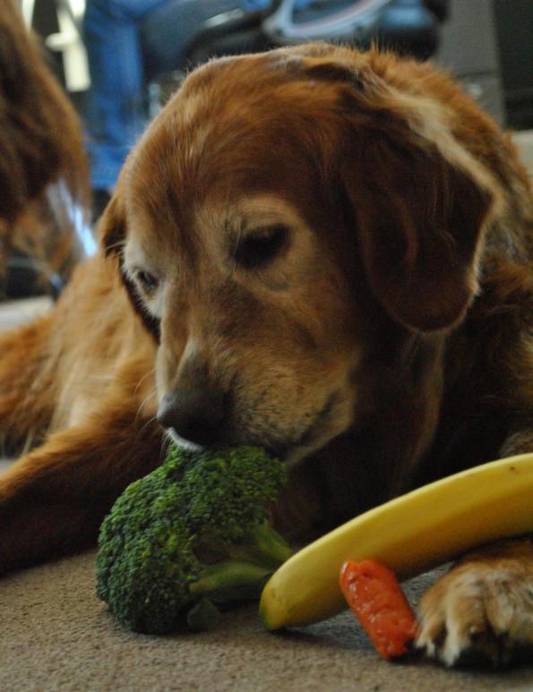 Kiki, the Golden Retriever and some of the natural ingredients she enjoys.