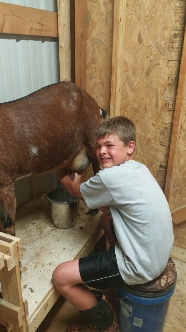 best kid milking cow photo - Utah Stories