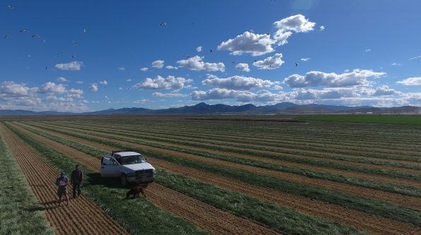 Rich David and Joey -- the view from our new Utah Stories Phantom 4 drone landing after flying over Batemans Dairy-- visit Utah Stories YouTube channel to watch
