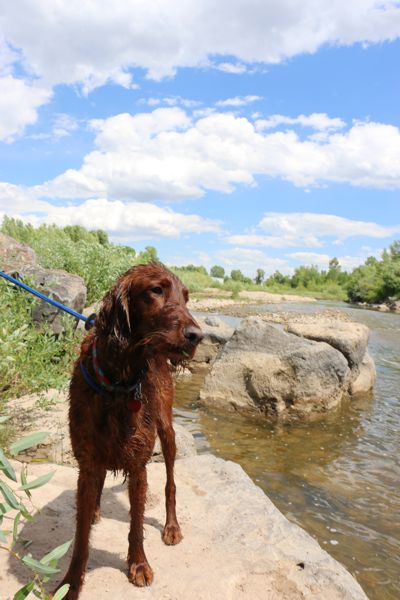 Joey at the Bear River in Evanston Wyoming