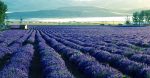 Young Living Essential Oils' lavender fields