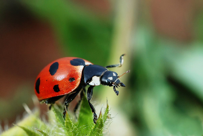Using Beneficial Bugs to Enhance and Protect Your Garden