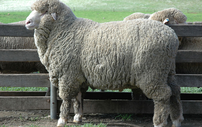 Sheep Wool Fertilizer Pellets