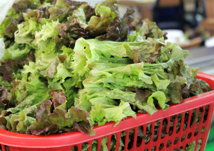 Useful Tips to Grow Salad Greens Indoors