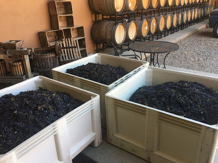 Castle Creek Winery Celebrates Grape Picking Season