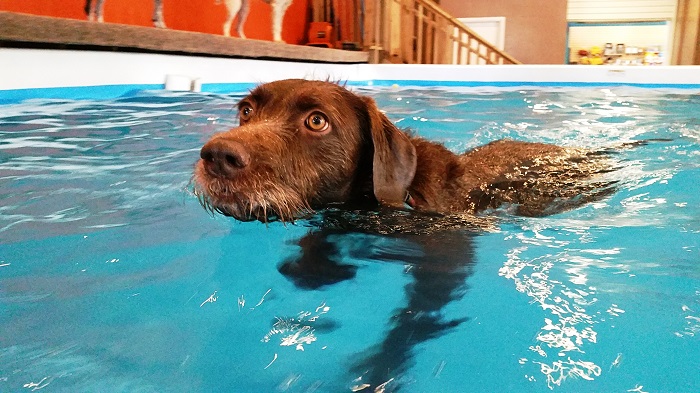A Place Where Old Dogs Can Learn New Tricks—Barley’s Canine Recreation Center