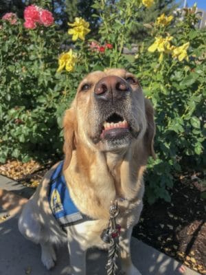 Utah Healing Center  therapy dog Flower
