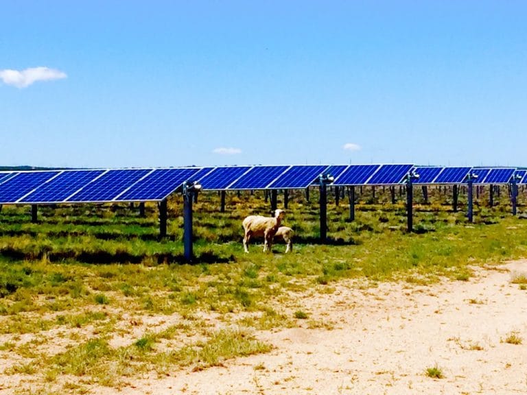 Solar farms present opportunity for sheep ranchers in Utah