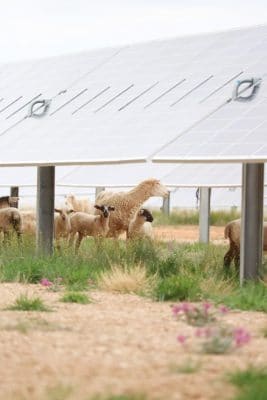Solar farms present opportunity for sheep ranchers in Utah by having sheep roam the solar farm munching the weeds that grow between solar panels.