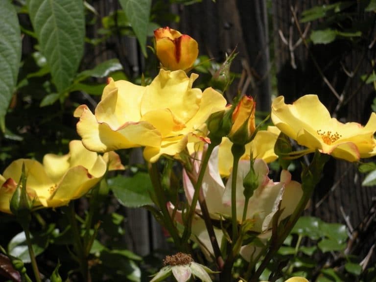 How To Trim Your Rose Bushes