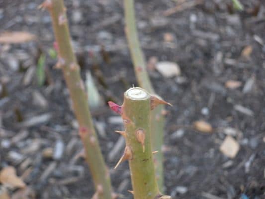 How To Trim Your Rose Bushes - Utah Stories