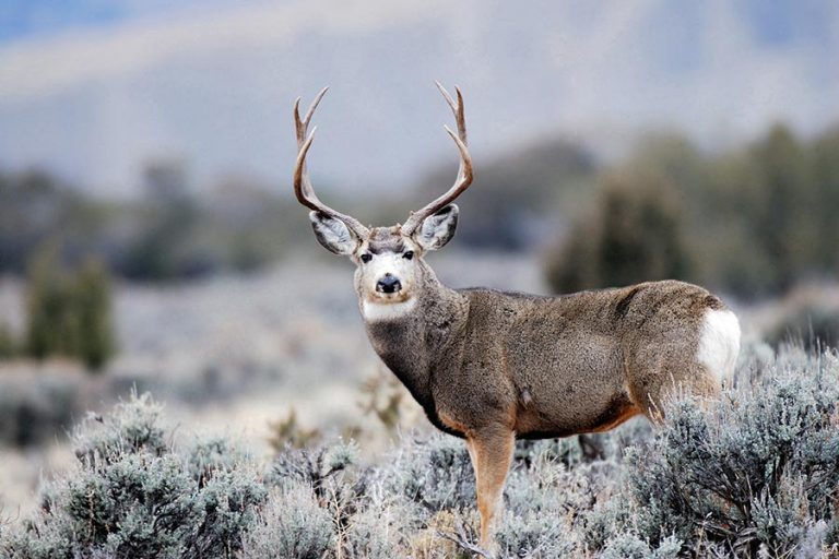 Are Utah Hunters Killing Off Starving Deer For Trophies?