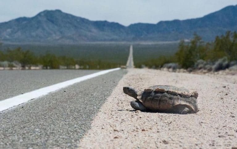 Construction of Northern Corridor Highway Threatens to Decimate Iconic Mojave Desert Tortoises