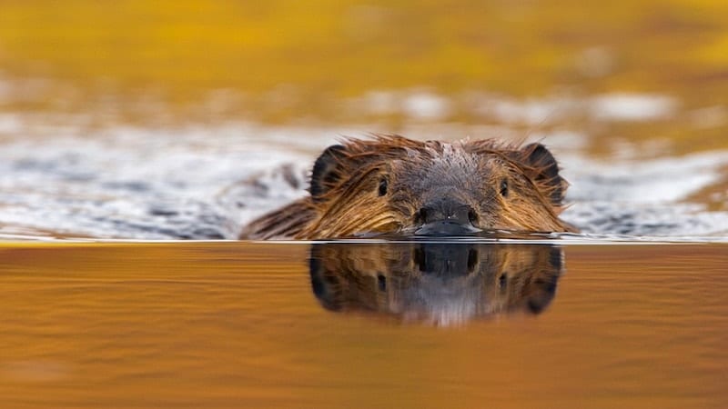 Beavers Make a Splash in Utah: Reintroducing Beavers to Restore Watershed in Utah