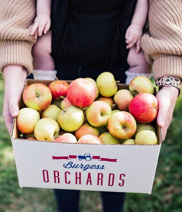 Cash or Crops? Is Clark Burgess Selling His Orchards this Year?