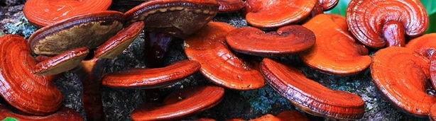 What Are the Health Benefits of Reishi Mushrooms?