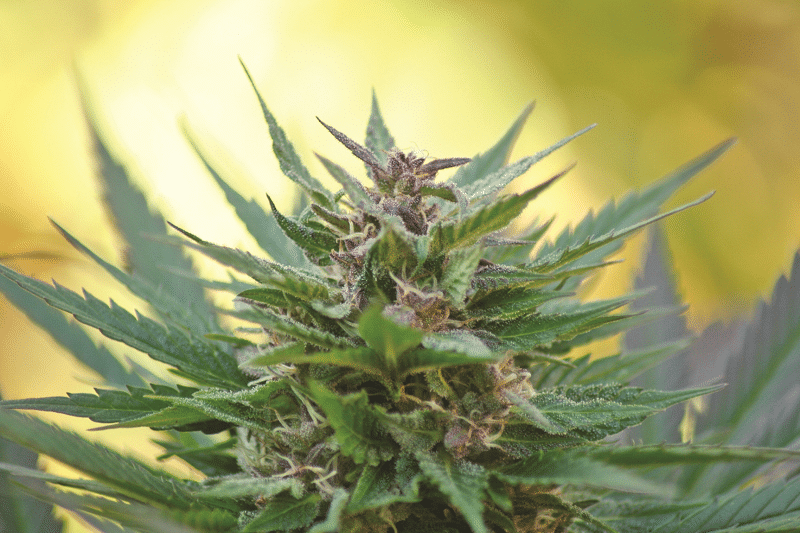 Utah Medical Cannabis Update