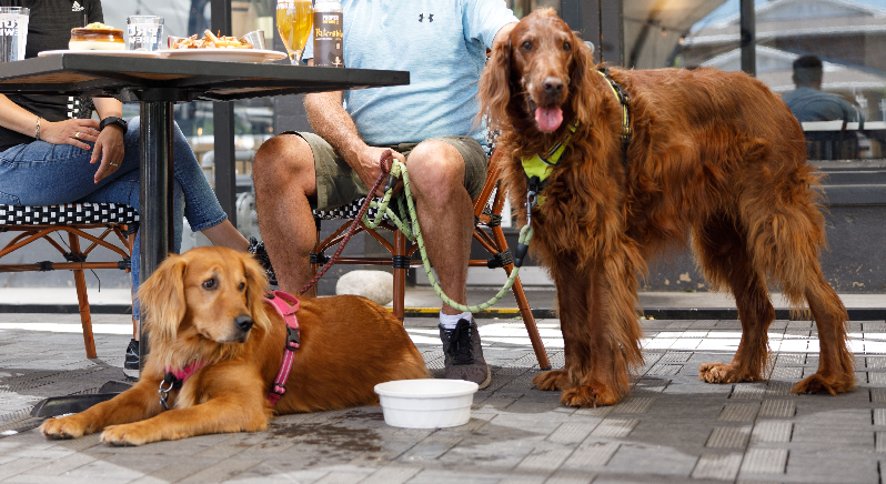 Dog Friendly Restaurant Patios in Salt Lake and Park City