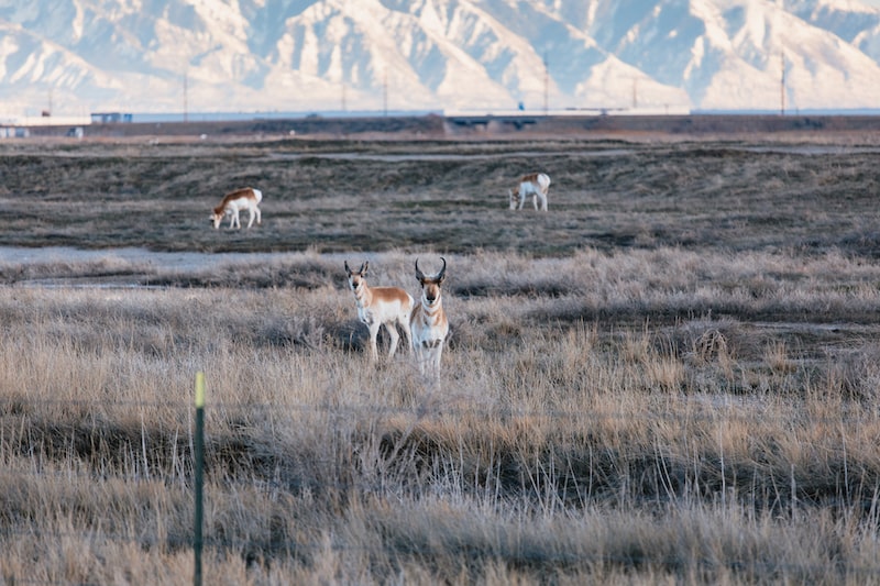 Pronghorn Antelopes Prance just North of I-80 in Salt Lake City