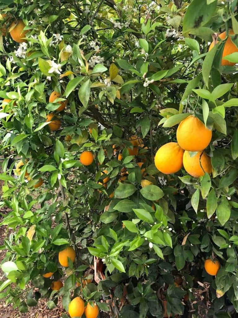 Growing Citrus Trees in the Middle of Urban Sprawl in Ogden, Utah