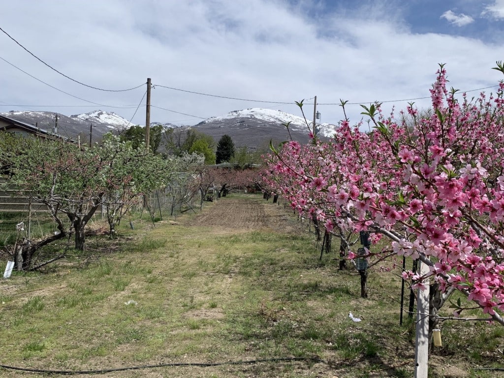 The Last Orchard on Orchard Drive in Bountiful, Utah