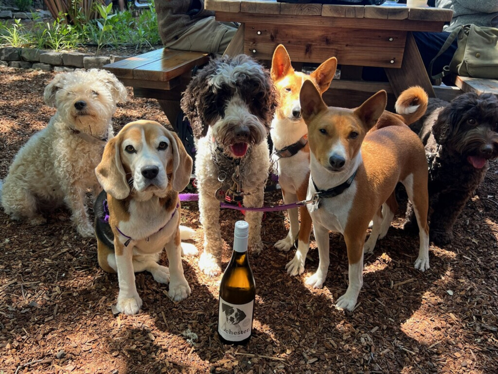 Wine Sales to Benefit Utah Rescue Dogs