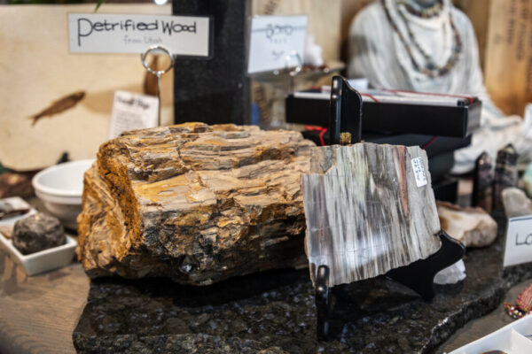 Petrified wood found in From the Ground Up rock shop.