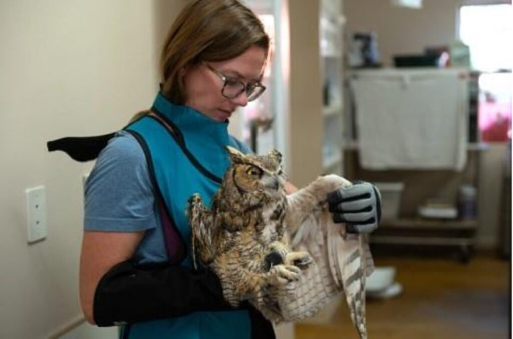 Injured Owl Recovers After Cement Mixer Accident - Utah Stories