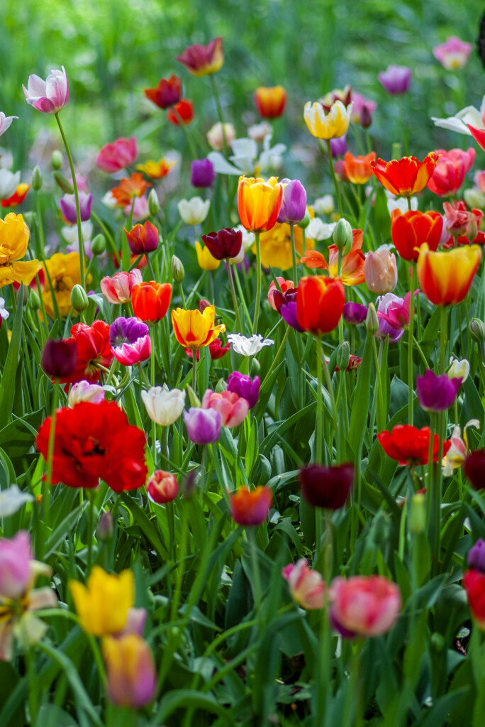 How to Start a Garden in Utah: Advice from Local Gardening Experts