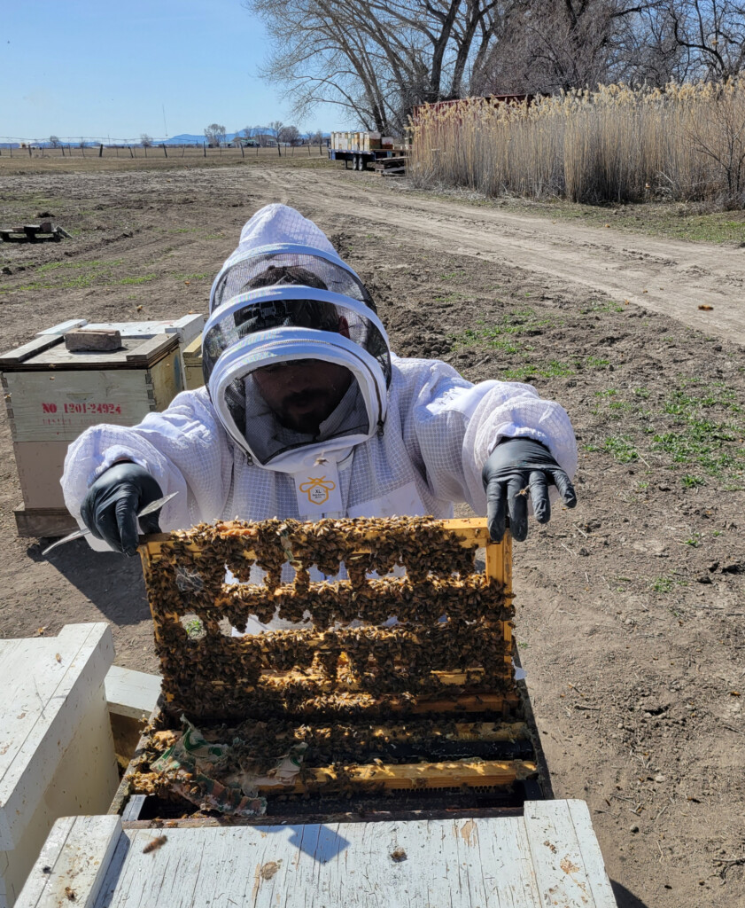 The Price Beekeepers Raising Queens to Keep Utah Hives Alive