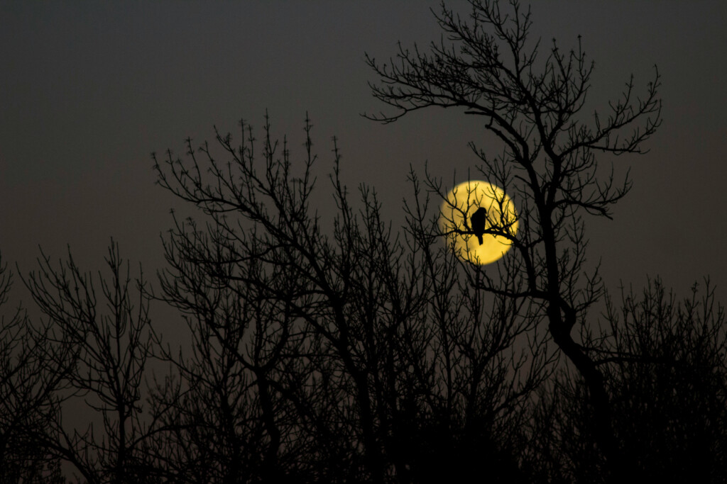 Ogden’s Harvest Moon: From Humble Beginnings to 35,000 Visitors